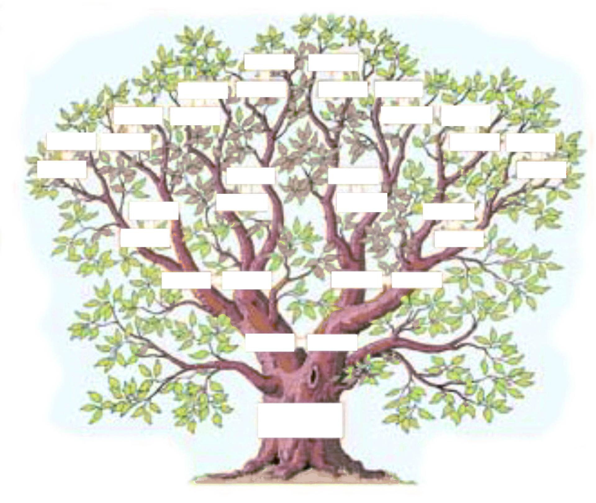 Exemple arbre