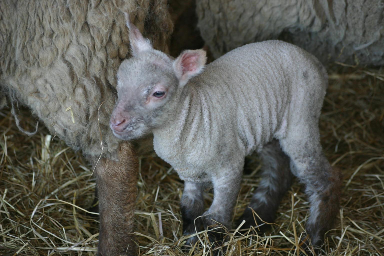 Ferme 2008 157