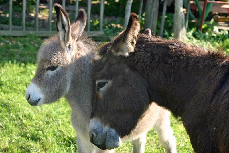 Hirondelle et nutella