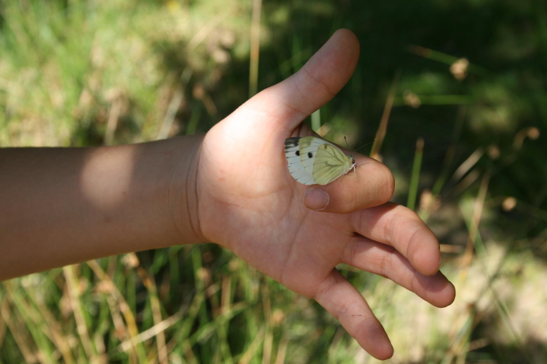 Papillon