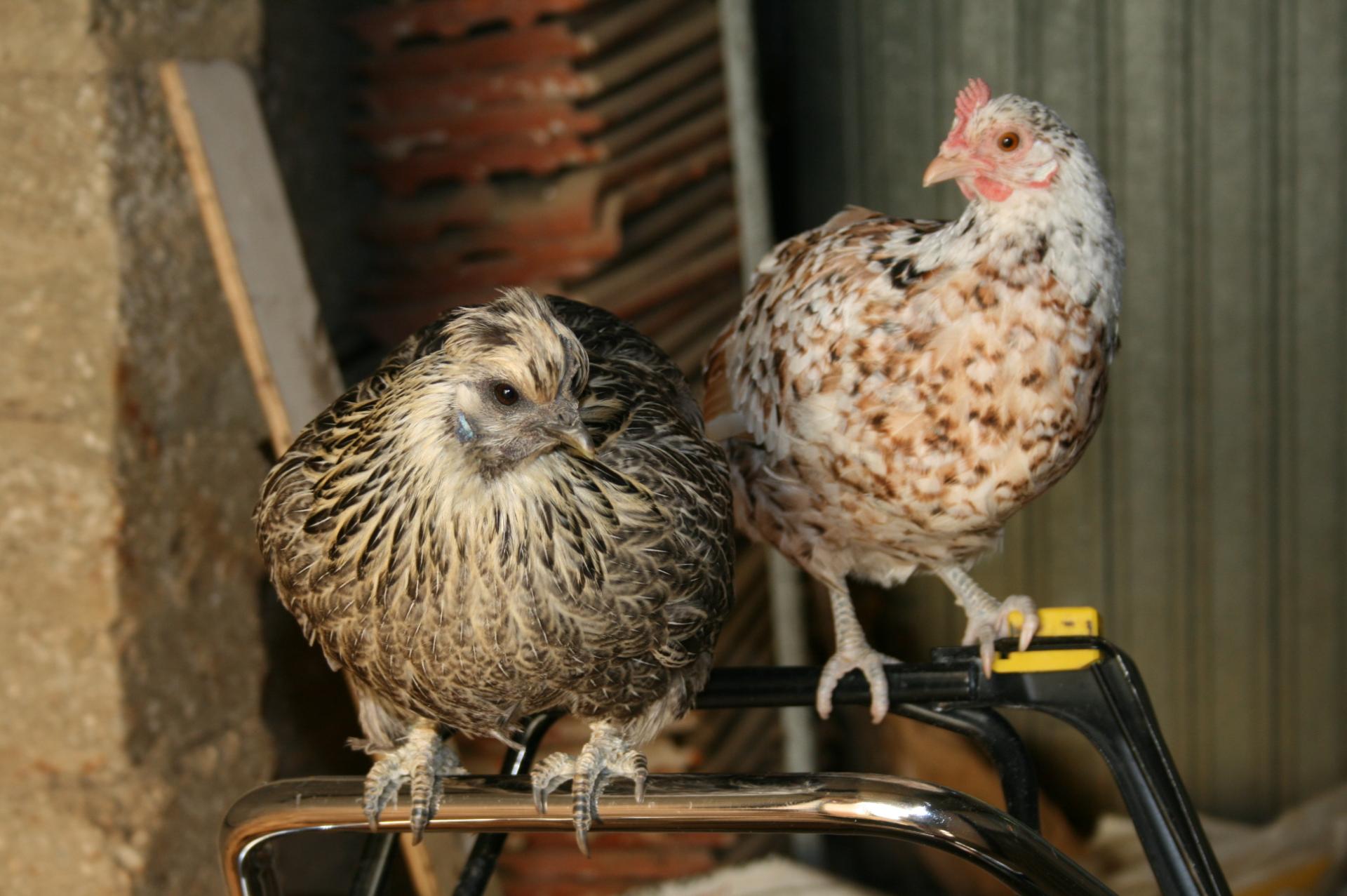 Poules de yoann