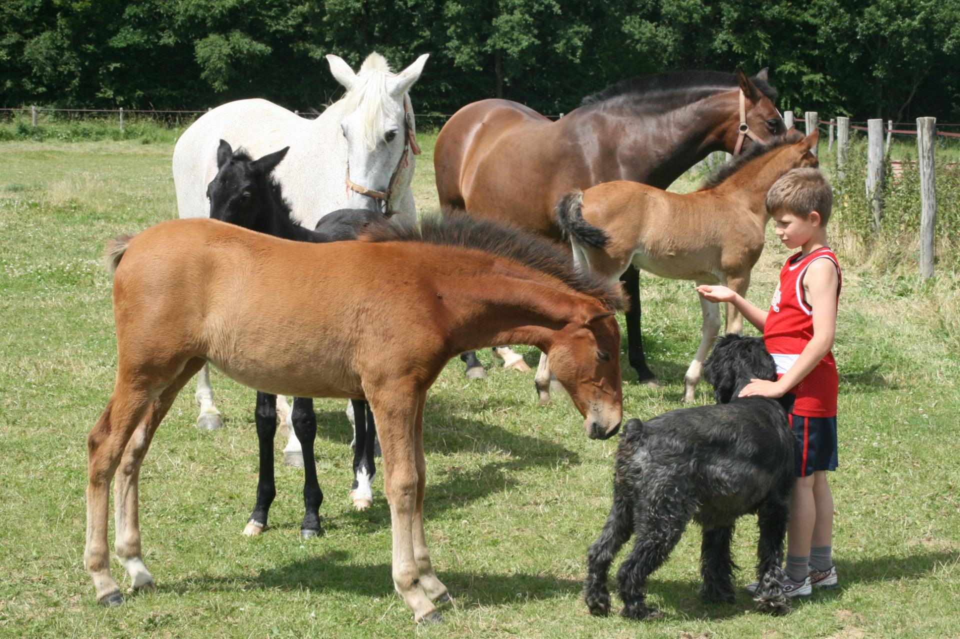 Sacha et chevaux